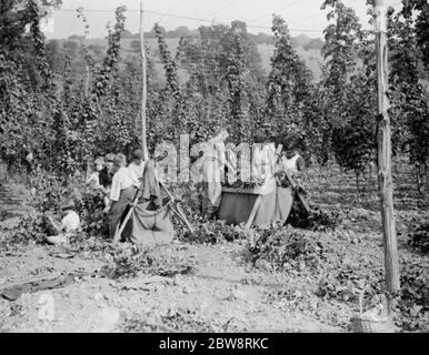 Hopfenpflücken auf der Maplescombe Farm, Farningham, Kent. 1938 . Stockfoto