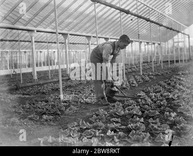 Weihnachtssalat wird in einem großen grünen Haus am Horticultural College, Swanley, Kent gegossen. 1935 Stockfoto