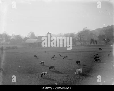 Kühe grasen in dieser ländlichen Szene in Farningham, Kent. 1935 Stockfoto