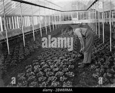 Weihnachtssalat wird in einem großen grünen Haus am Horticultural College, Swanley, Kent gegossen. 1935 Stockfoto