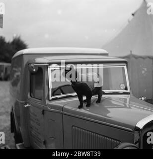 Eine Katze steht Wache über einem Austin Van in Tunbridge Wells, Kent. 1936 Stockfoto
