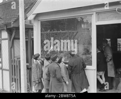 Ein Vogelgeschäft auf Station Ansatz in Sidcup, Kent. 1938 Stockfoto