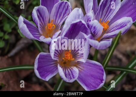 Drei lila gestreifte Krokusblüten mit ihren leuchtend orangen Staubgefäßen und Pollen Stockfoto