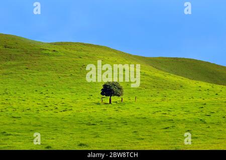 Üppiges grünes Gras bedeckt die felsigen Weiden der Kohala Mountains auf der Big Island von Hawaii. Kleiner einbeiner Baum sitzt mitten auf der Weide. Stockfoto