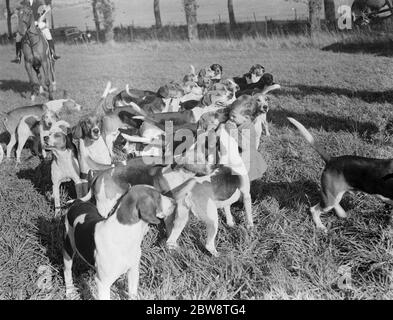 Kinder füttern die Hunde bei der Royal Artillery Drag Hunt auf Gn Street Green in Woolwich, London. 1938 Stockfoto