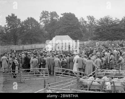 Schaf Verkauf in Maidstone, Kent. 1936 Stockfoto