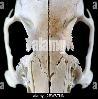 Schneiden Nagetier Schädel isoliert auf schwarzem Hintergrund Stockfoto