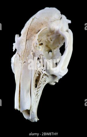 Schneiden Nagetier Schädel isoliert auf schwarzem Hintergrund Stockfoto