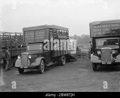 Schafe werden auf einen Bedford LKW von W James & Sons Horse and Cattle Transport aus Gravesend, Kent, verladen. Sie werden zum Schafverkauf in Maidstone gebracht. 1936 Stockfoto