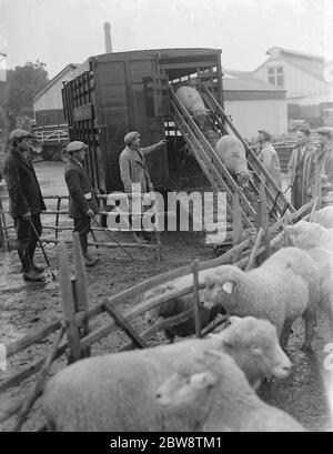 Schafe werden von einem LKW beim Schafverkauf in Maidstone, Kent, entladen. 1936 Stockfoto