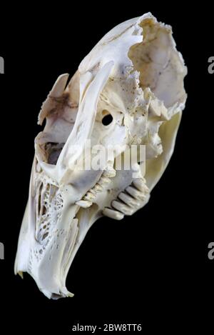 Schneiden Nagetier Schädel isoliert auf schwarzem Hintergrund Stockfoto