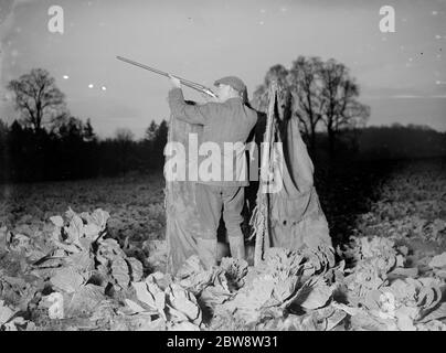 Ein Bauer, mit einer Schrotflinte bewaffnet, steht Wache in einem Versteck in seinem Bereich der Kohlköpfe, um sicherzustellen, dass die Tauben nicht essen seine Ernte. 1936 Stockfoto