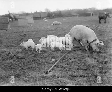 Schweine auf Homewoods Farm in Seal, Kent. Eine Sau, an den Boden gebunden, wühlt mit ihren Ferkeln um das Gras. 1937 Stockfoto