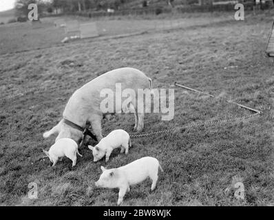 Schweine auf Homewoods Farm in Seal, Kent. 1937 . Stockfoto