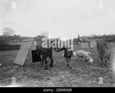 Schweine auf Homewoods Farm in Seal, Kent. Ein Bauer benutzt ein Arbeitspferd, um einen Schweinestall zu einer neuen Position zu ziehen, ein anderer folgt mit einer Sau an einer Kette, die sie und ihre Ferkel entlang führt. 1937 . Stockfoto