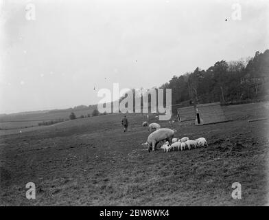 Schweine auf Homewoods Farm in Seal, Kent. 1937 . Stockfoto