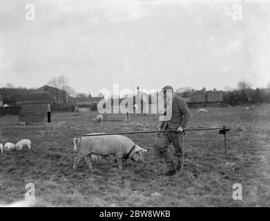 Schweine auf Homewoods Farm in Seal, Kent. Bauer steht neben Tethered Sau . 1937 . Stockfoto