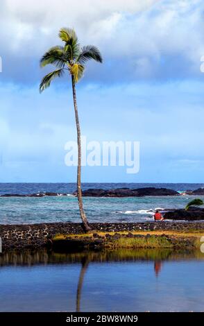 Ein eineiniger Mann genießt das Ambiente der Big Island, während er auf einer Felswand neben einer einzigen schlanken Palme sitzt. Stockfoto