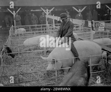 Ein Bauer reitet sein Schwein auf der Dartford FAT Stock Show. 1937 Stockfoto