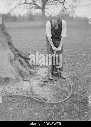 Ein Schädlingsbekämpfer spritzt Cyanogas in Baumwurzeln, um Ungeziefer loszuwerden. 1936 Stockfoto