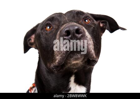 Niedlicher schwarzer Hund isoliert in weißem Hintergrund Stockfoto