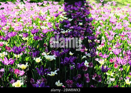 Tulip Bett 9 (Purple Dream & Budlight & Sanne Sorte) beim Canadian Tulip Festival 2020, Ottawa, Ontario, Kanada. Stockfoto