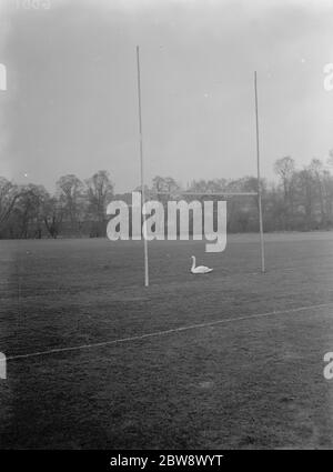 Ein Schwan sitzt zwischen den Rugby-Pfosten eines überfluteten Rugby-Pitch. 1937 Stockfoto