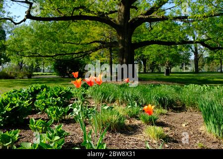 Einige Tulpen der WOL an einer Eiche, nicht Teil der angepflanzten Festtage Betten, im Commissioners Park neben Dow's See, Ottawa, Ontario, Kanada. Stockfoto