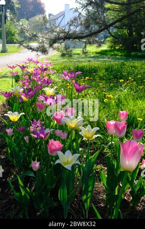 Tulip Bett 9 (Purple Dream & Budlight & Sanne Sorte) beim Canadian Tulip Festival 2020, Ottawa, Ontario, Kanada. Stockfoto