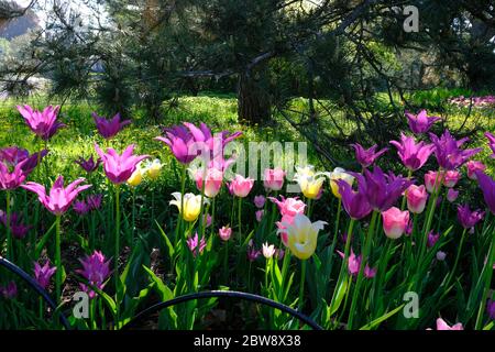 Tulip Bett 9 (Purple Dream & Budlight & Sanne Sorte) beim Canadian Tulip Festival 2020, Ottawa, Ontario, Kanada. Stockfoto