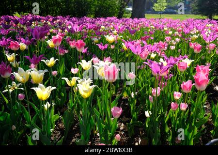 Tulip Bett 9 (Purple Dream & Budlight & Sanne Sorte) beim Canadian Tulip Festival 2020, Ottawa, Ontario, Kanada. Stockfoto