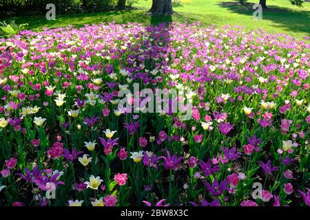 Tulip Bett 9 (Purple Dream & Budlight & Sanne Sorte) beim Canadian Tulip Festival 2020, Ottawa, Ontario, Kanada. Stockfoto