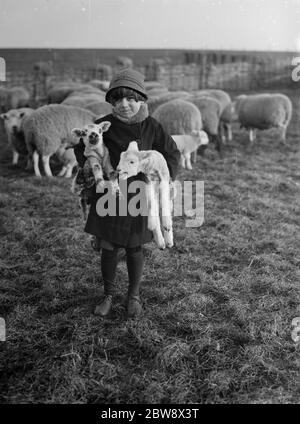 Ein kleines Mädchen mit ein paar neugeborenen Lämmer. Februar 1936 Stockfoto