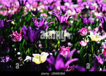 Tulip Bett 9 (Purple Dream & Budlight & Sanne Sorte) beim Canadian Tulip Festival 2020 (COVID nicht mehr erhältlich), Ottawa, Ontario, Kanada. Stockfoto