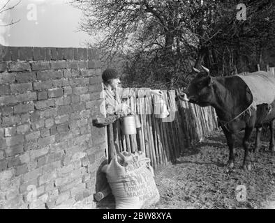 Eine Frau hängt Milchdosen am Zaun von einer Jersey Kuh beobachtet. 1936 Stockfoto