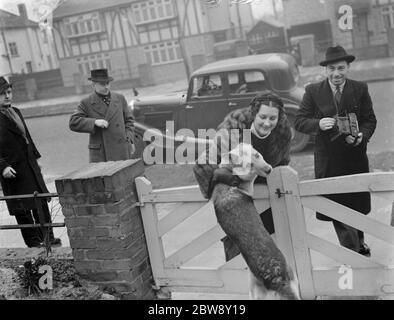 Miss Muriel Oxford wird von einem erregbaren Hund am Tor begrüßt. 1937 Stockfoto