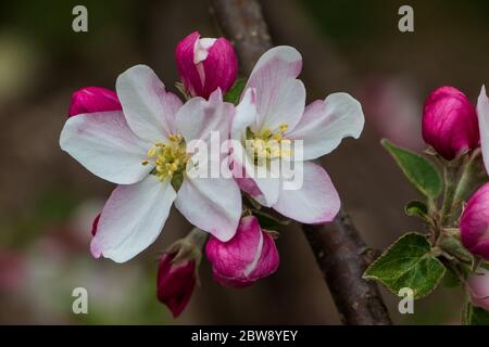 Nahaufnahme von schönen leuchtend rosa und weißen Apfelblüten und Knospen Stockfoto