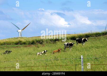 Milchvieh auf der Big Island von Hawaii hören Sie dem Summen der großen Windturbinen zu, die die Passatwinde fangen. Stockfoto