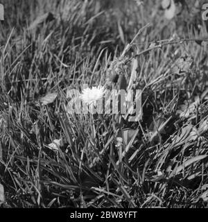Ein Löwenzahn inmitten der Grashalme. 1939 Stockfoto