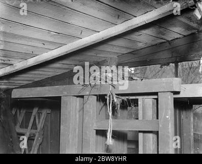 Ein Drossel ' s Nest auf einem Gartensitz in Sidcup, Kent. 1939 Stockfoto