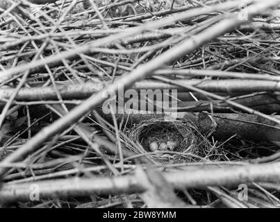 Weiße Amsel Eier in einem Nest um Westerham, Kent. 1937 Stockfoto