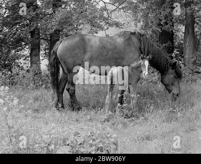 Eine Stute mit ihrem hengst. 1937 Stockfoto