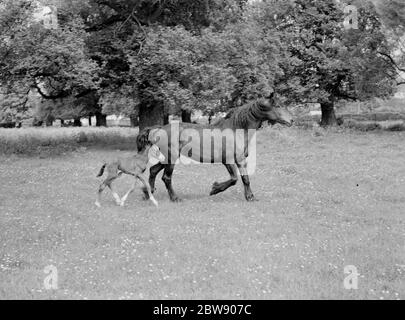 Eine Stute und ihr hengst laufen durch ein Feld. 1937 Stockfoto