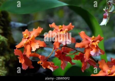 Im National Tropical Botanical Garden auf der Big Island von Hawaii blühen wunderschöne aprikosenfarbene Orchideen. Stockfoto