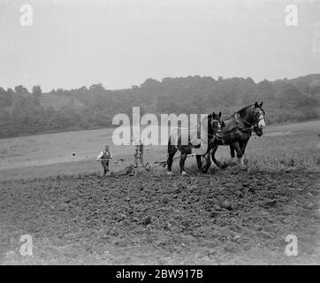 Ein Bauer und sein Team von Pferden pflügen ein Feld. 1939 . Stockfoto