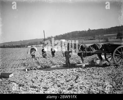 Die Narzissenernte in Swanley in Kent. ( Bünden ) . 15 März 1938 Stockfoto