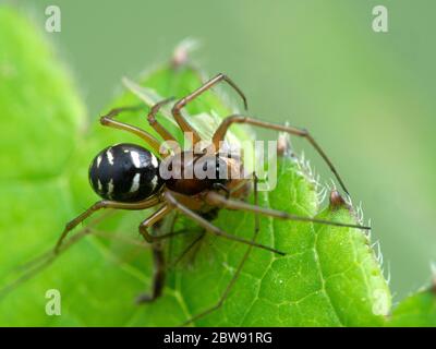 Hübsche, sehr kleine Spinne (Familie Linyphiidae), die sich auf einer nicht beißenden Mistkäfer (Familie Chironomidae) ernährt. Boundary Bay Salzsumpf, Delta, British Columbia, C Stockfoto