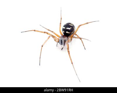 Hübsche, sehr kleine Spinne (Familie Linyphiidae) auf Weiß isoliert. Von Boundary Bay Salt Sumpf, Delta, British Columbia, Kanada Stockfoto