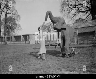 Ausbildung eines Elefanten zu Zirkustricks bei Maidstone, Kent. Beachten Sie die Person unter dem Elefantenfuß . 31 März 1938 Stockfoto