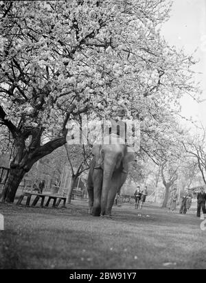 Training ein Elefant zu Zirkustricks unter der Kirschblüte zu tun Maidstone, Kent. 31 März 1938 Stockfoto